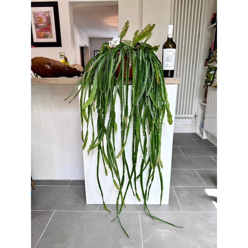 140cm Lepismium Cruciforme