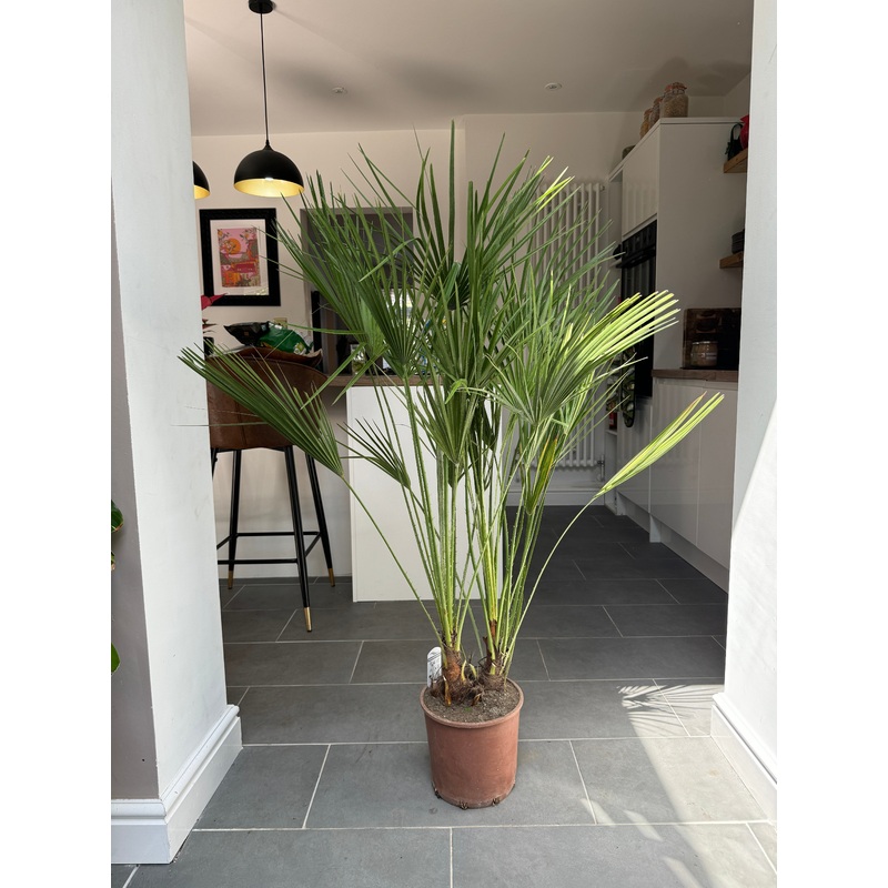 150cm Chamaerops Humilis Palm Tree