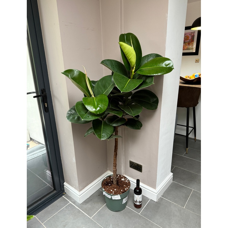 150cm Ficus Elastica Tree