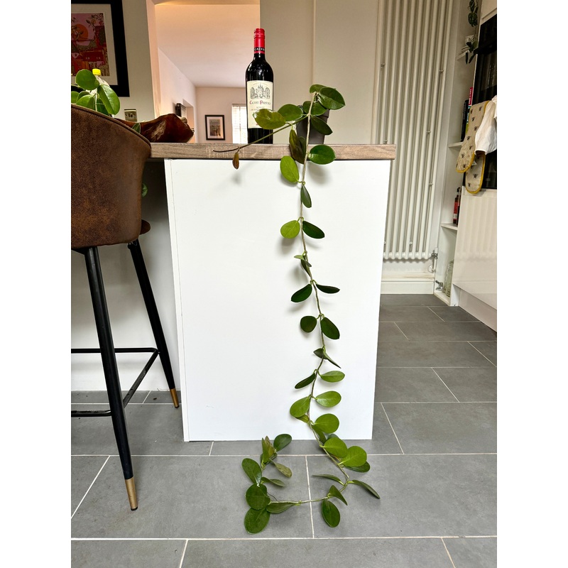 150cm Hoya Australis