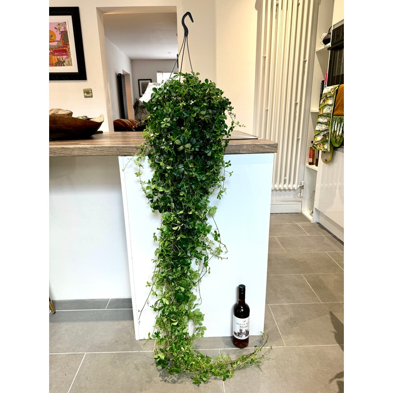 150cm Parthenocissus Inserta