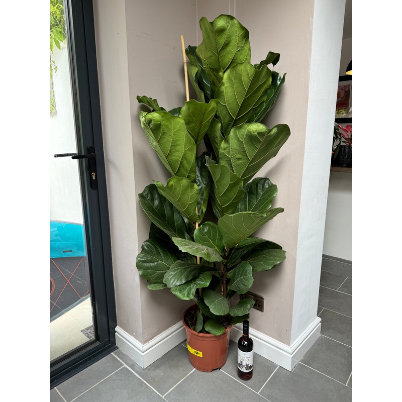160cm Double Stemmed Fiddle Leaf Fig (Ficus Lyrata)