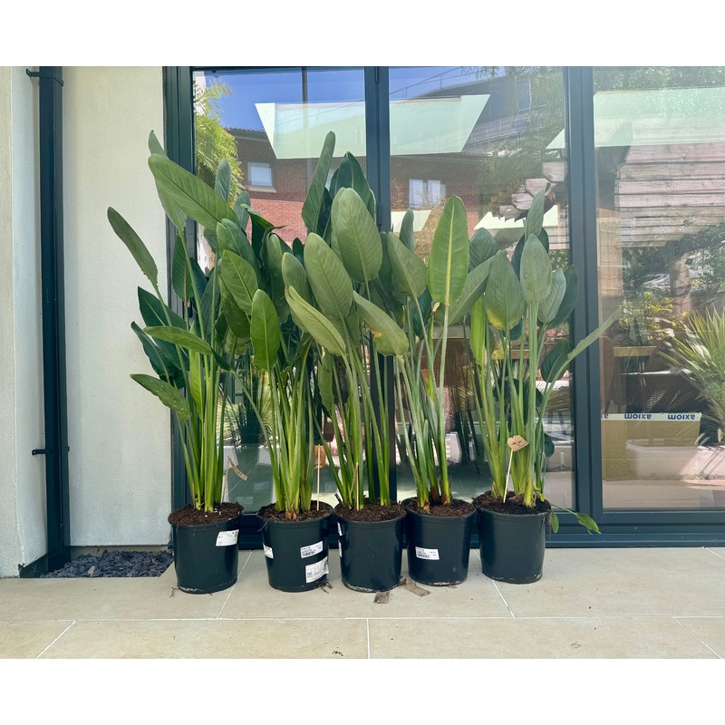 160cm Strelitzia Reginae (Orange Flowering Bird of Paradise)