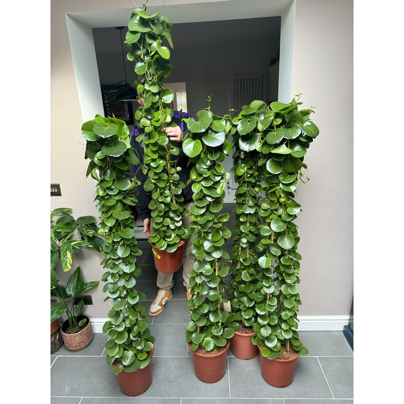 170cm Cissus Rotundifolia