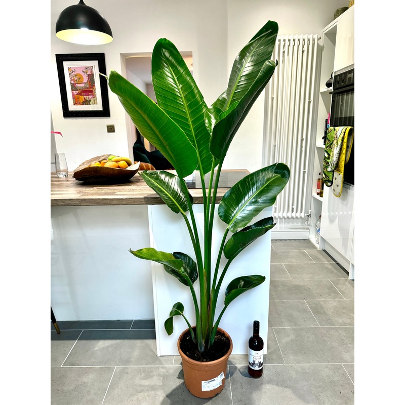 170cm Strelitzia Alba (Bird of Paradise)
