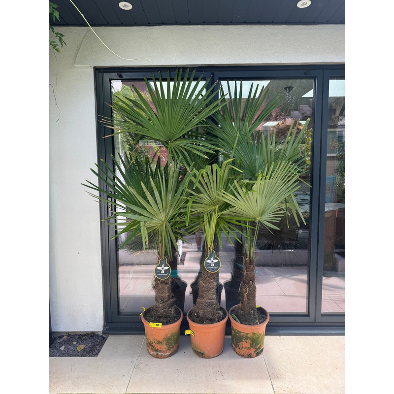180cm Trachycaprus Fortunei Palm