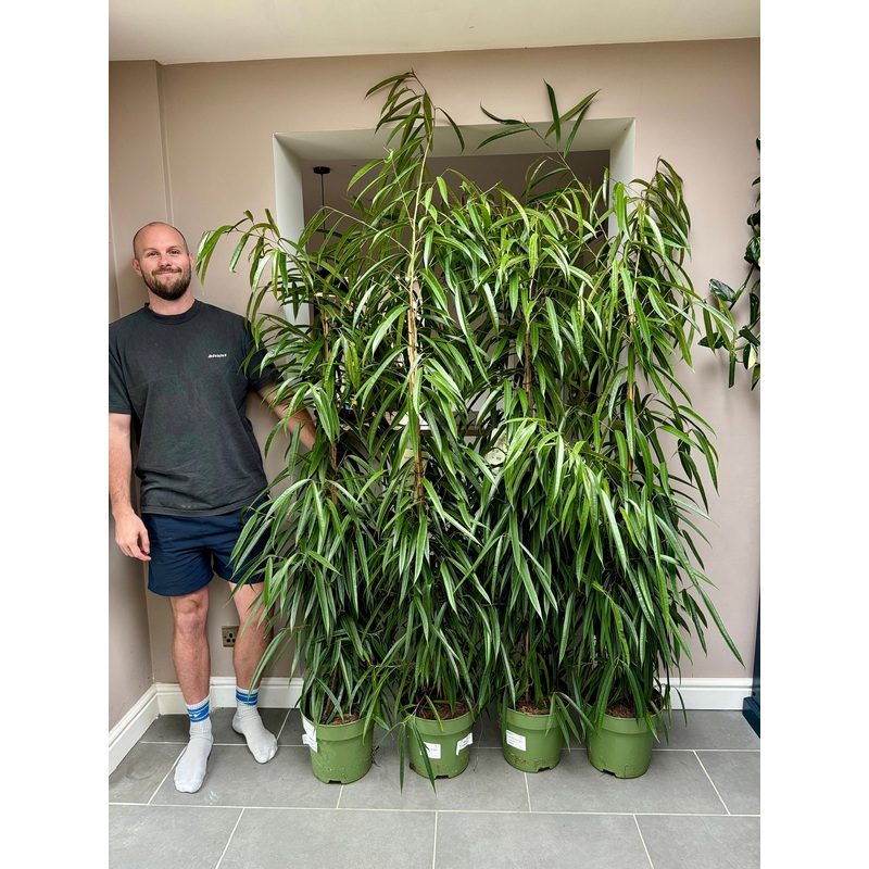 200cm Ficus Alii