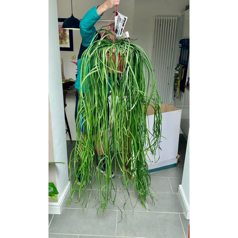 200cm Lepismium Bolivianum