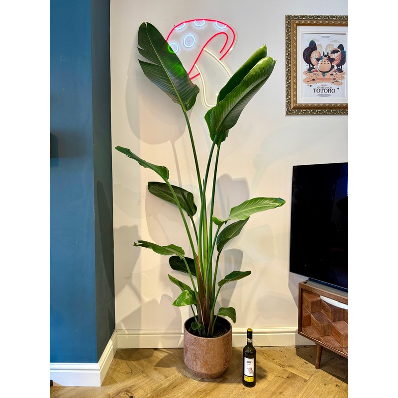 200cm Strelitzia alba (Bird of Paradise)