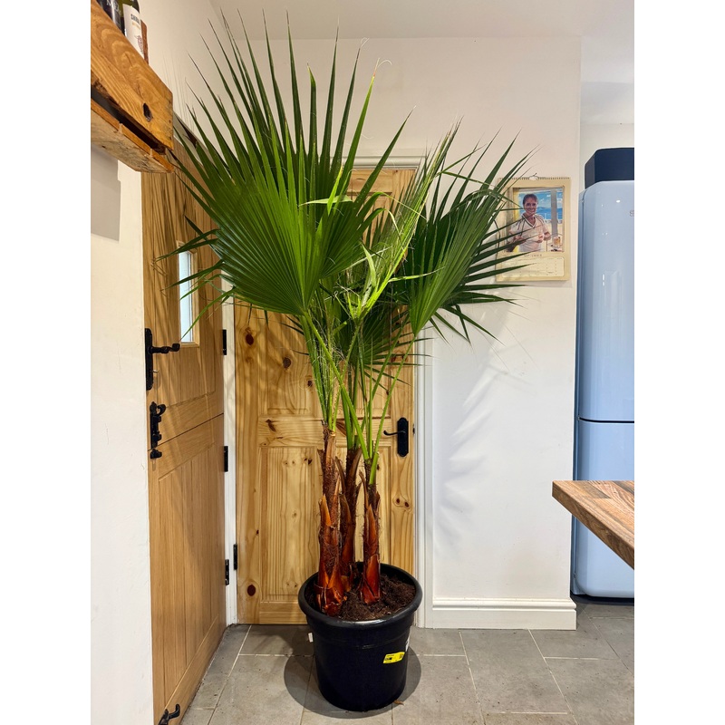 200cm Triple Trunk Washingtonia Robusta (Mexican Fan Palm)