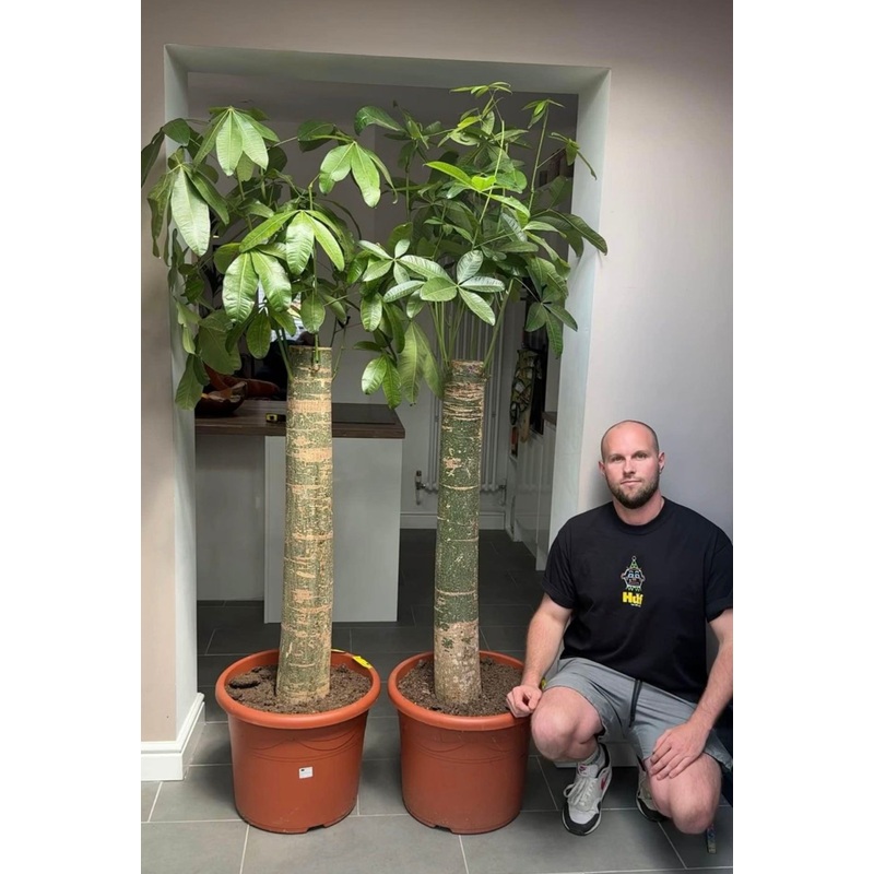 210cm Giant Pachira Aquatica Money Tree