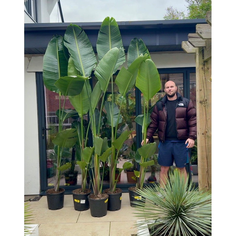 240cm Bird of Paradise (Strelitzia Alba)
