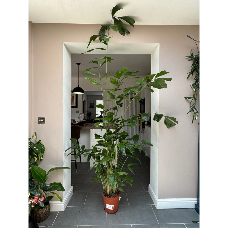 240cm Fish Tail Palm