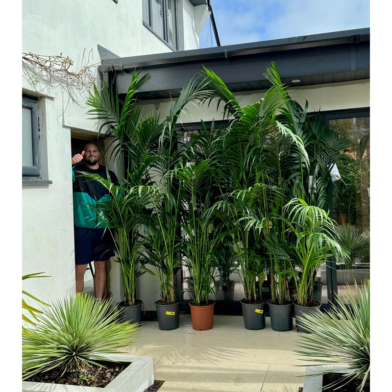 240cm Kentia Palm (Howea Forsteriana)