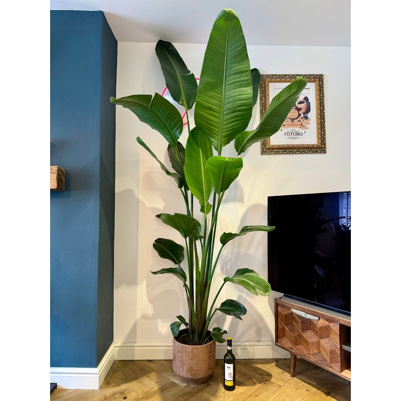 240cm Strelitzia alba (Bird of Paradise)