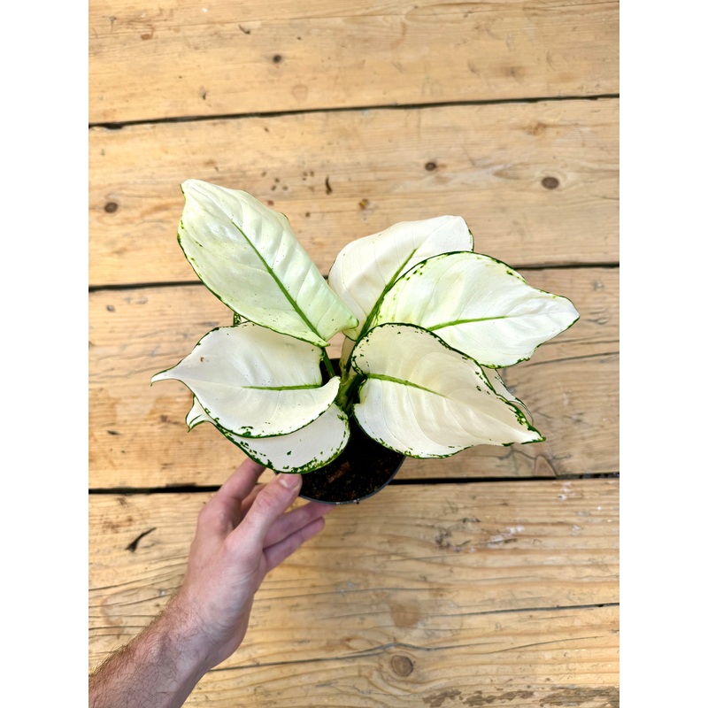 25cm Aglaonema White Joy