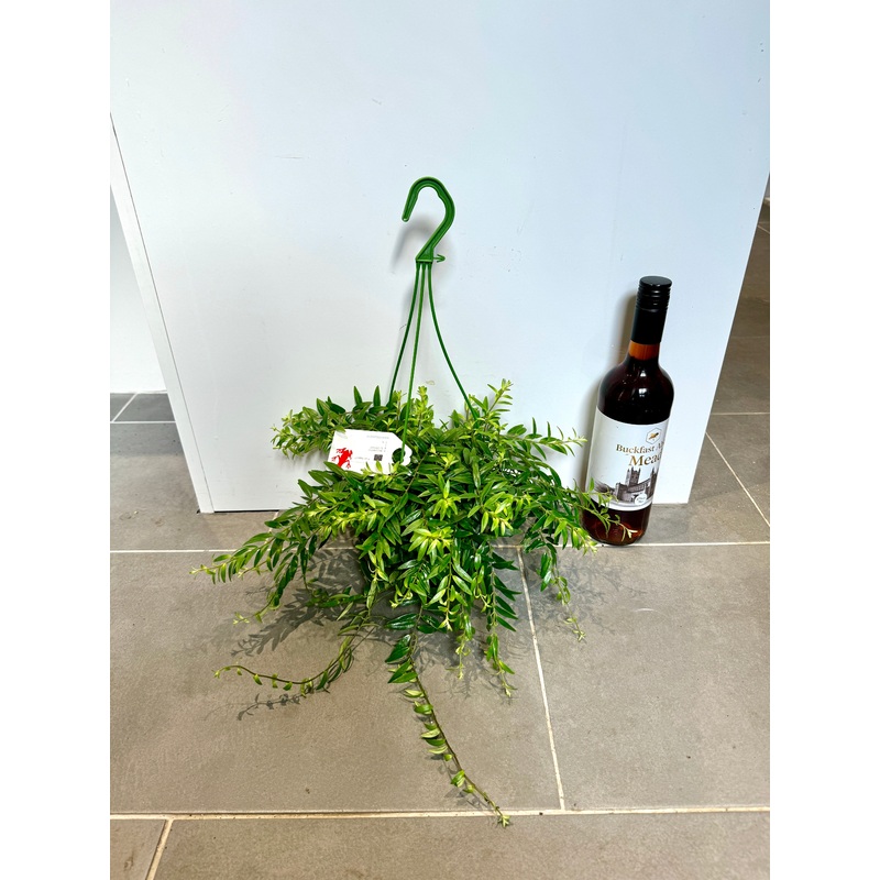 25cm Hanging Aeschynanthus Japhrolepsis
