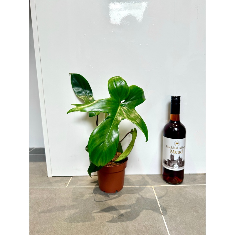 25cm Philodendron Florida Green
