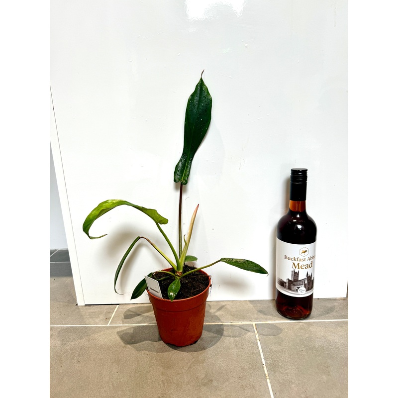25cm Philodendron Joepii