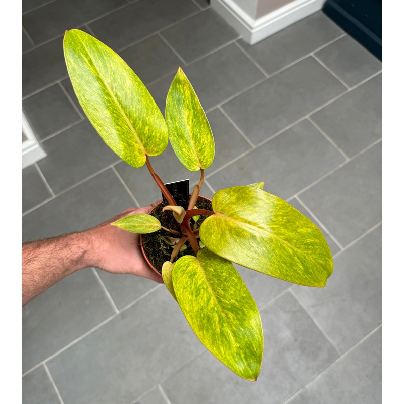 25cm Philodendron Painted Lady
