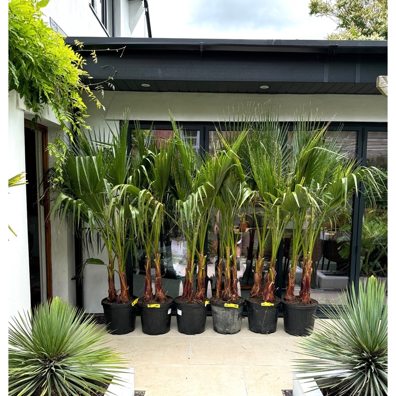 2m Washingtonia Robosta Triple Trunk Palm Trees