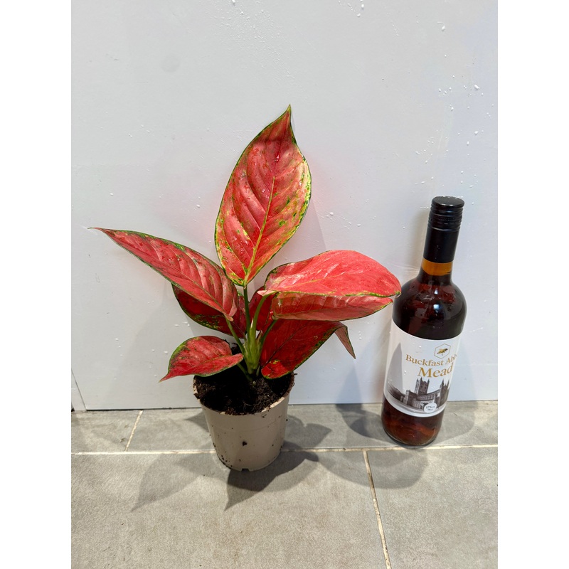 30cm Aglaonema Fire Star