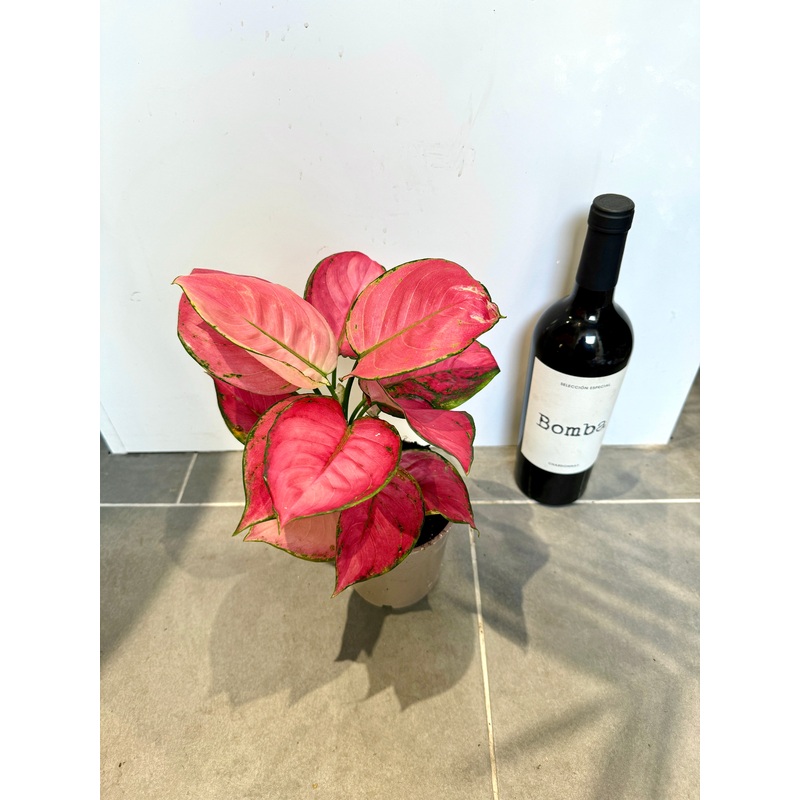 30cm Aglaonema Pink Star