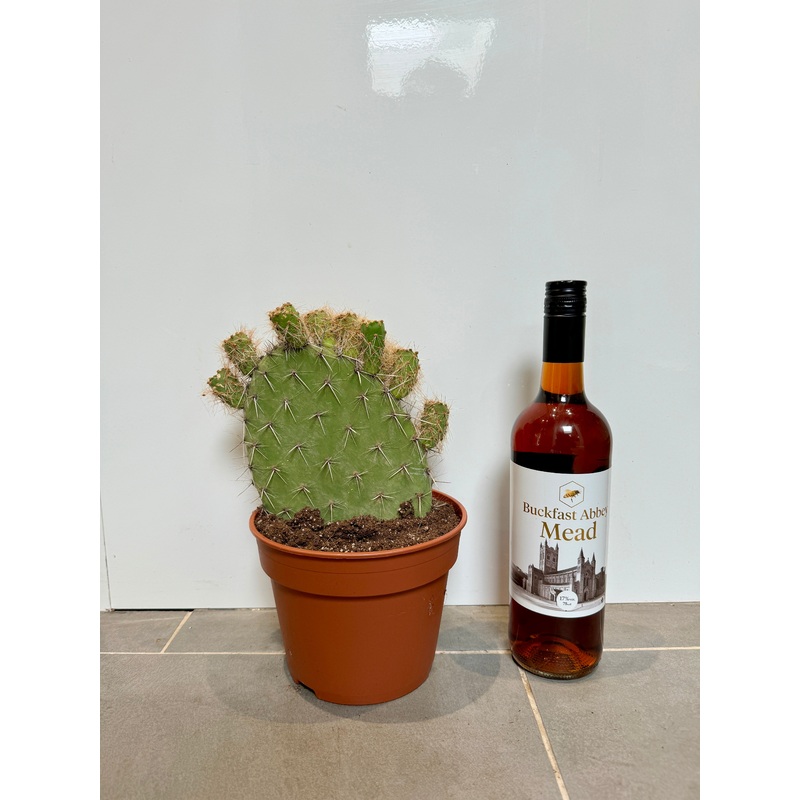 30cm Bear Paw Cactus (Oputia)