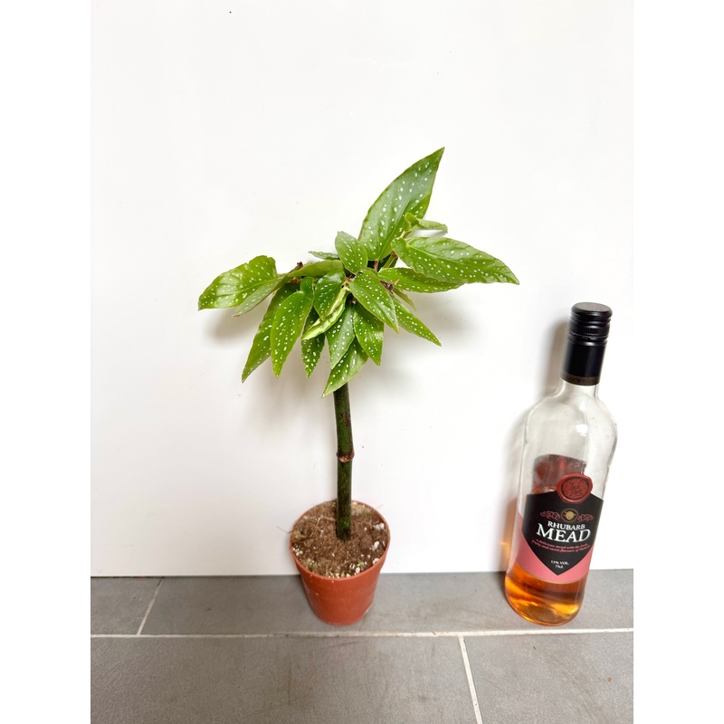 30cm Begonia Tamaya (With Trunk)
