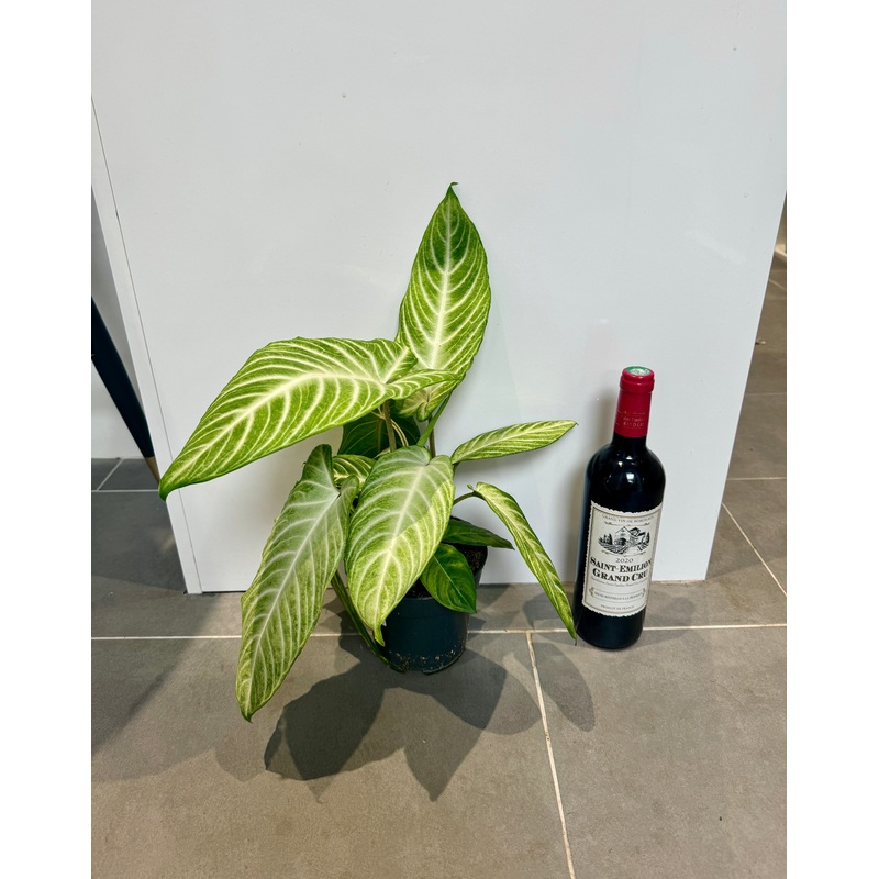30cm Caladium Lindenii
