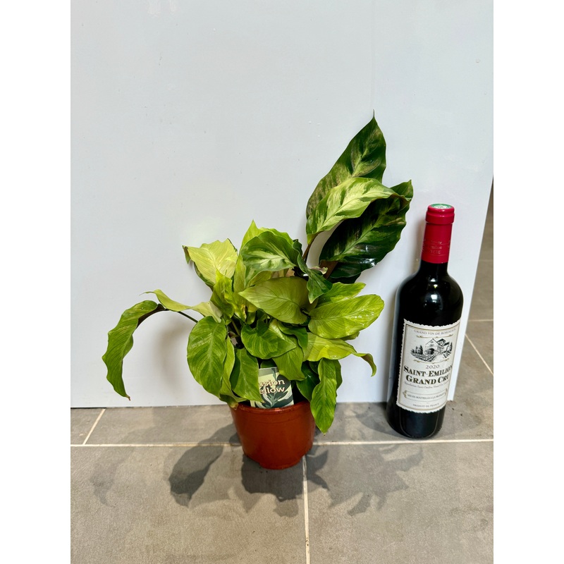 30cm Calathea Yellow Fusion