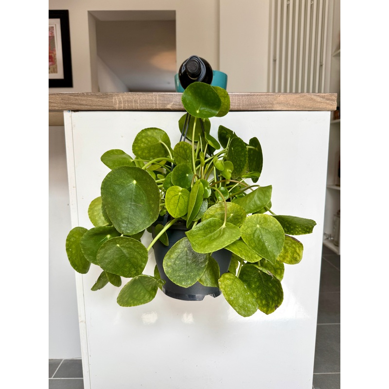 30cm Hanging Pilea Peperomioides (Chinese Money Plant)