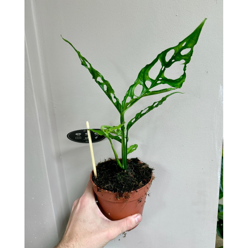30cm Monstera Obliqua Peru