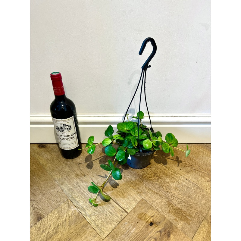 30cm Peperomia Hope