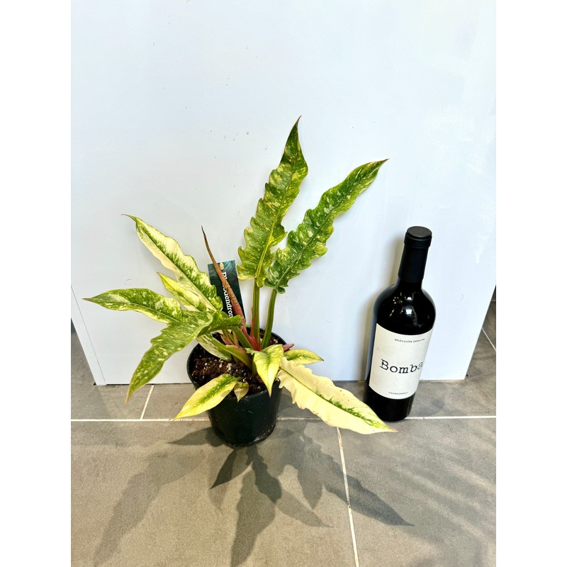 30cm Philodendron Ring of Fire