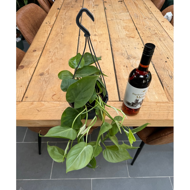 30cm Philodendron Scandens