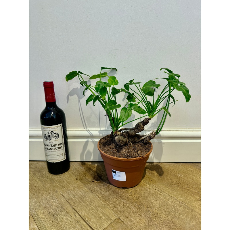 30cm Philodendron Xanadu