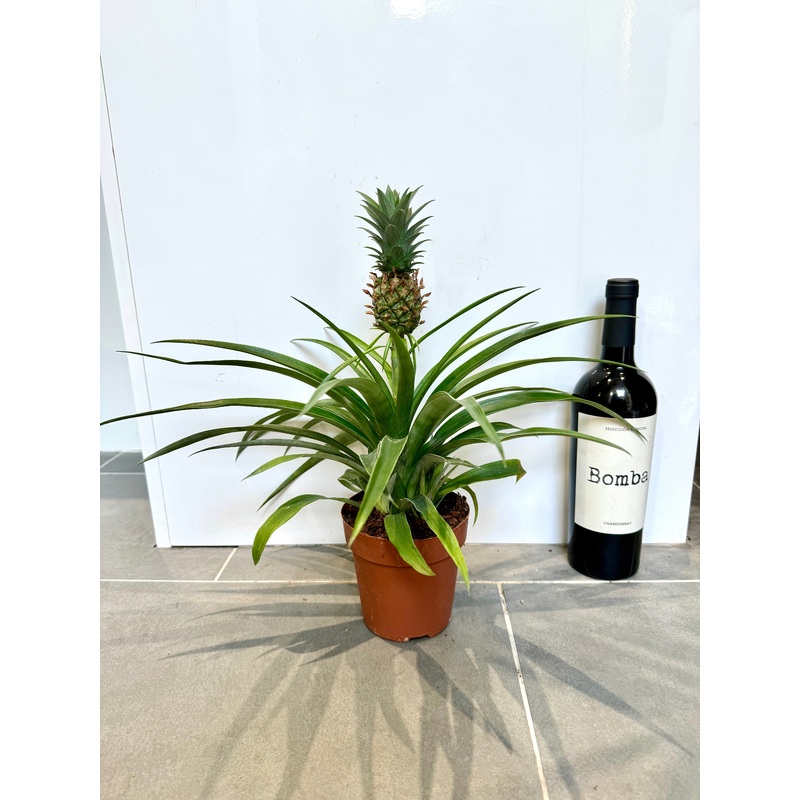 30cm Pineapple Plant