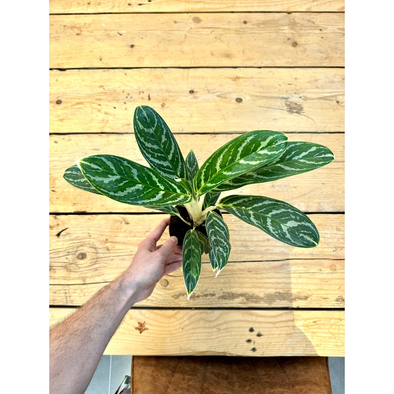 35cm Aglaonema Ivy Green
