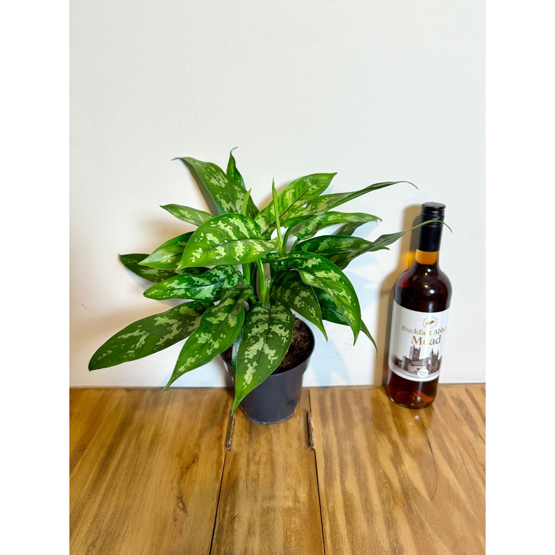35cm Aglaonema Maria