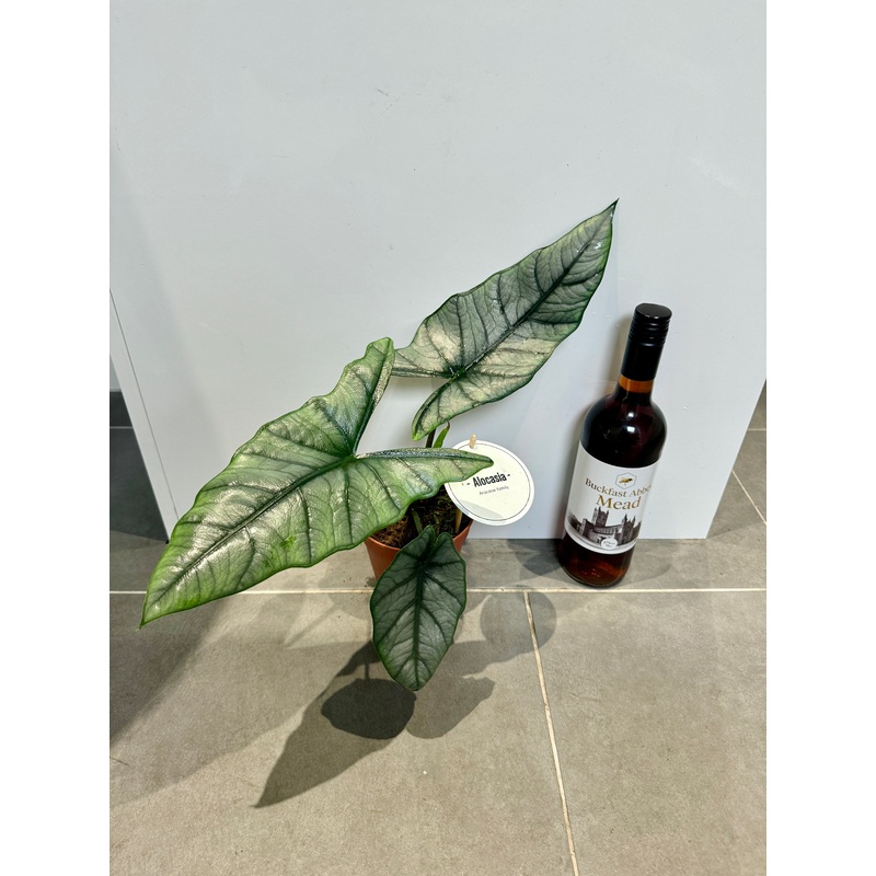 40cm Alocasia Heterophylla – Dragon breath