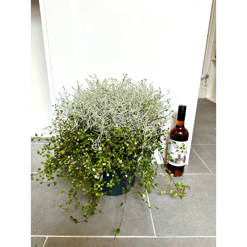 40cm Cushion Bush (Leucophyta Brownii)