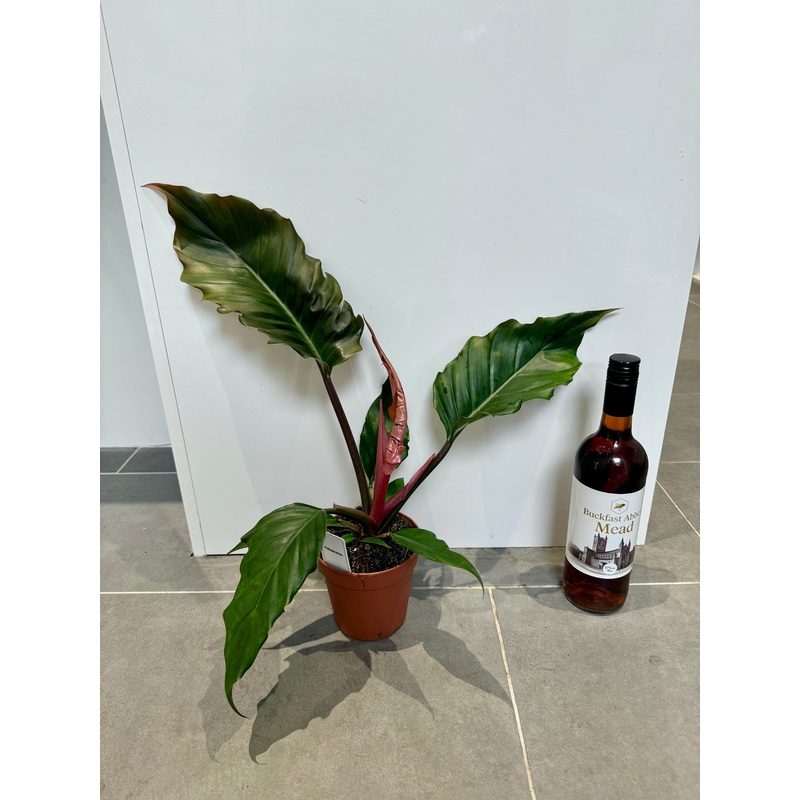 40cm Philodendron Choco Empress