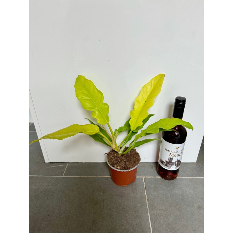 40cm Philodendron Golden Saw