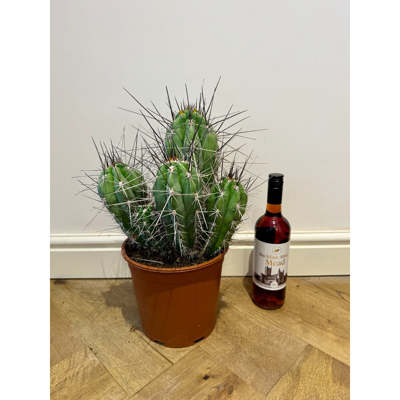 40cm Stestonia Coryne (Toothpick Cactus)