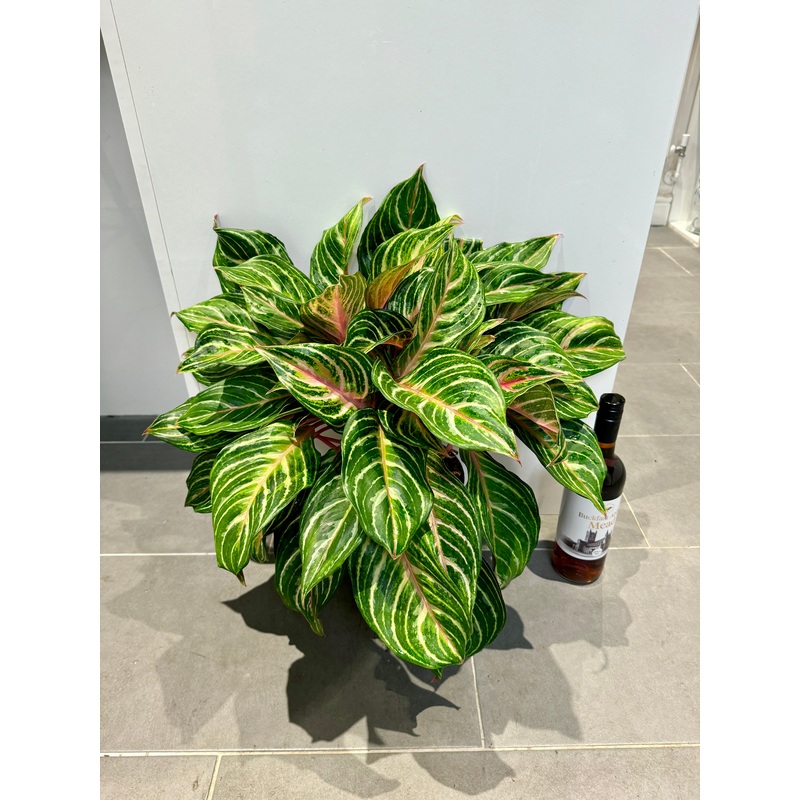 50cm Aglaonema Festival