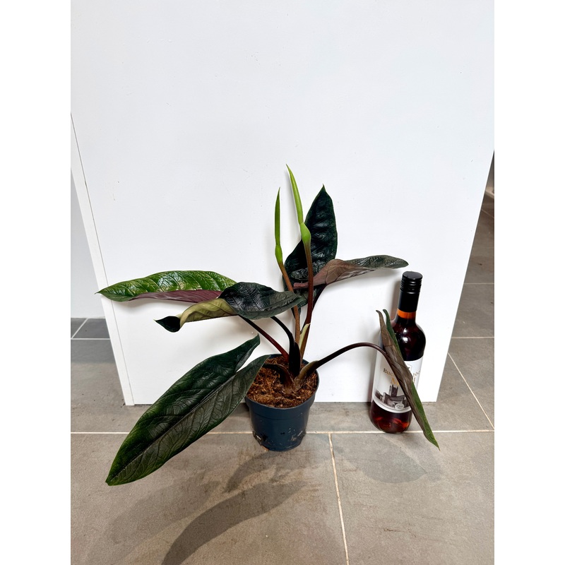 50cm Alocasia Scalprum