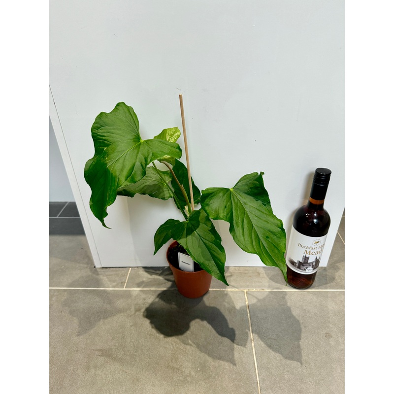 50cm Anthurium Balaoanum