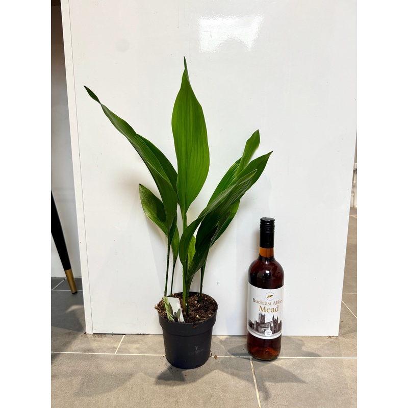 50cm Aspidistra Elatior (Cast Iron Plant)