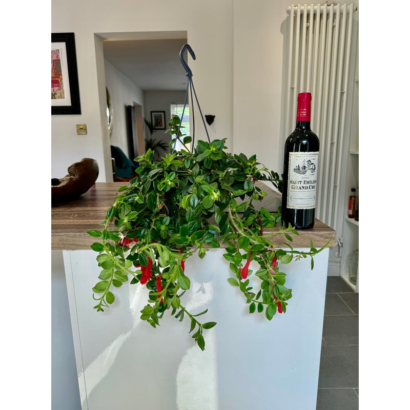 50cm Columnea Krakatau
